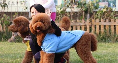 贵宾犬饲养经验总结（学会这5点，成为贵宾犬的贴心主人）