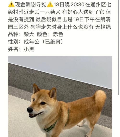 柴犬绝育的好处及合适时机（关于柴犬绝育，你需要知道的一切）
