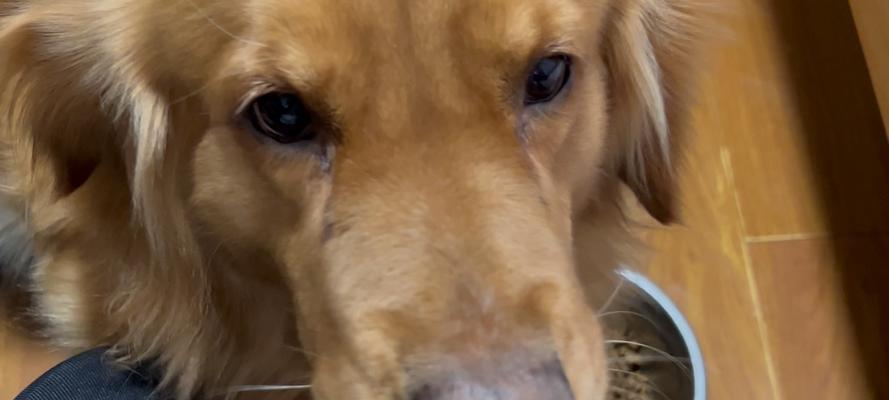 金毛犬食欲不振可能的原因（探究金毛犬食欲不振的原因及解决方法）