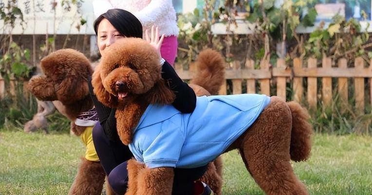 养一只萨摩耶大型犬的一个月开销有多少？（详解养萨摩耶大型犬的各项费用和投入）