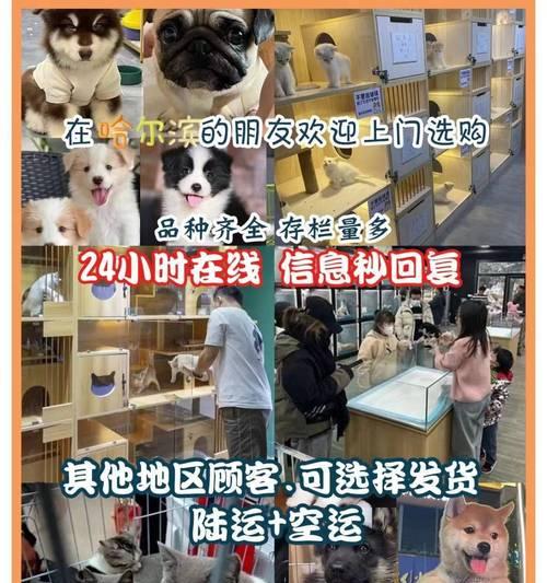 买来一只可爱的萨摩耶，如何照顾好它？（萨摩耶养护指南，让你的萨摩耶健康快乐生活）