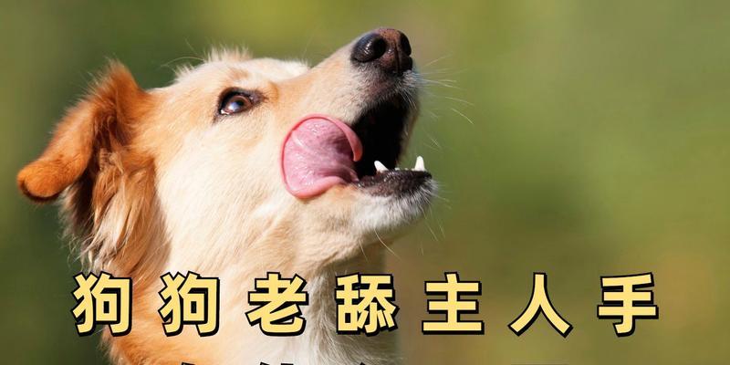 忠诚的狗（探究狗狗最喜欢跟着主人行动的原因和具体品种特点）