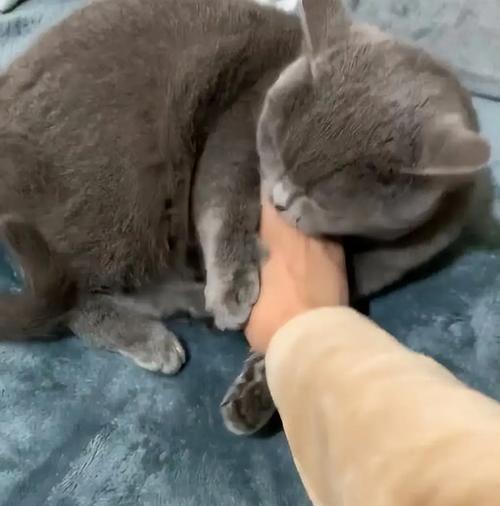 家猫为什么会突然咬你（探寻家猫咬人的原因与解决方法）