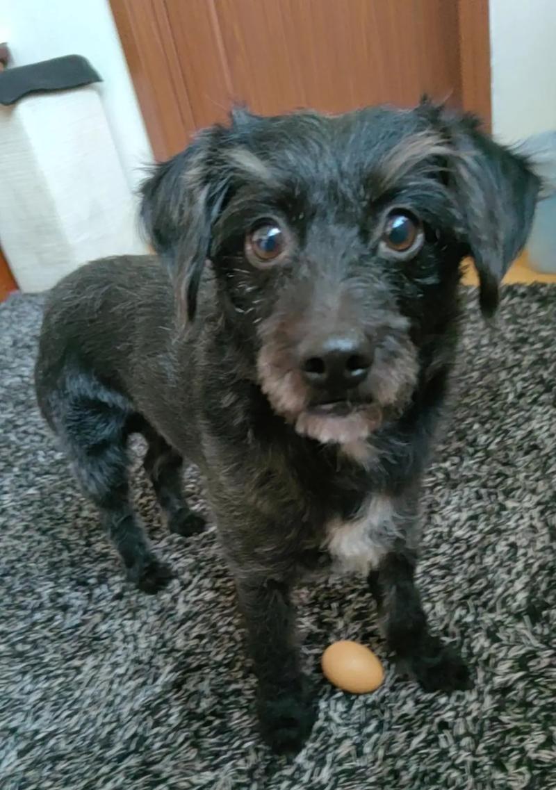 ChoosingthePerfectEnglishNameforYourDog（AComprehensiveGuideforNamingYourFurryFriend）