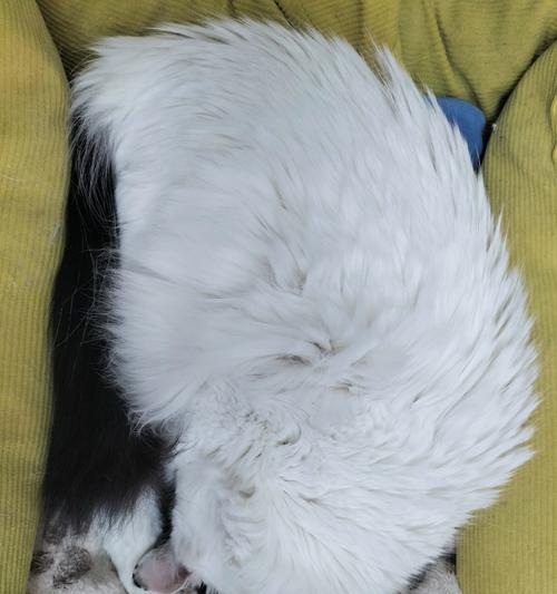 猫鼻支症状（综述猫鼻支症状，帮助宠物主人更好地识别和应对这一疾病）