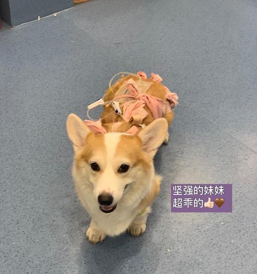 狗狗手术后的饮食指南（手术后的狗狗该如何合理安排饮食？）