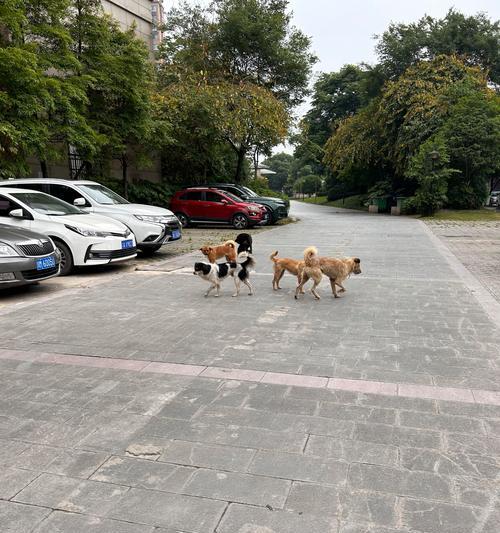 为什么狗狗打针不叫？（了解狗狗打针过程中的沉默秘密）
