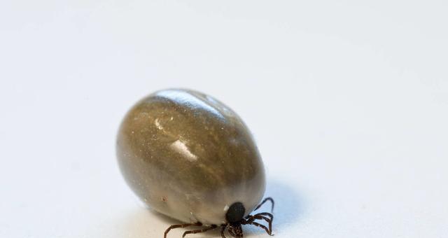 焦虫属——一种寄生性昆虫的探秘（揭开焦虫属的神秘面纱，了解其生态与生活习性）