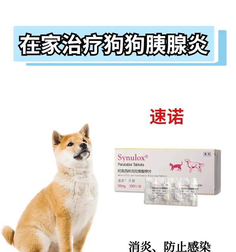 治疗狗狗慢性胰腺炎的药物及注意事项（药物治疗与饮食调整共同应对慢性胰腺炎）