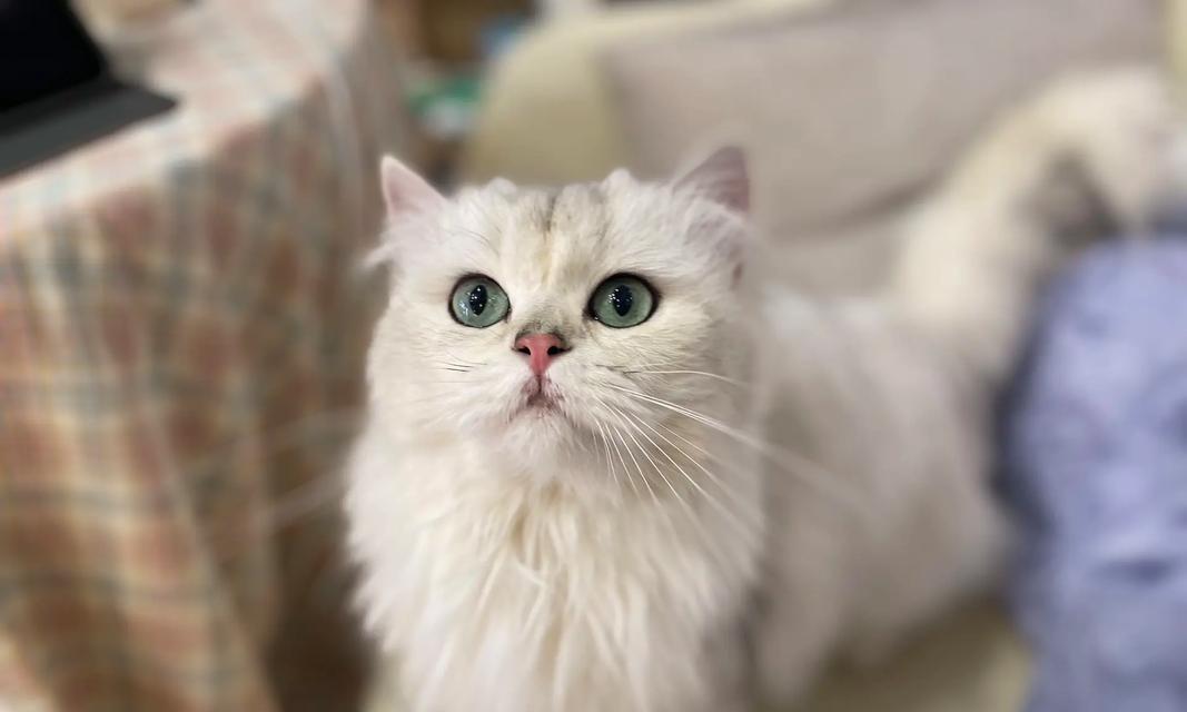 探秘长毛黄猫的神秘魅力（长毛黄猫的品种与特点）