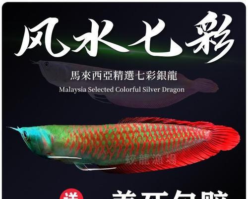 以龙鱼为主的混养鱼类选择及注意事项（以龙鱼为主的混养鱼类选择与饲养技巧）