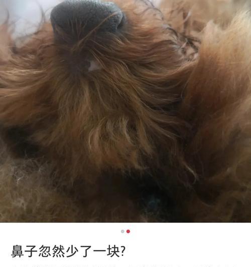 泰迪狗鼻子上毛掉用什么药？（为你的泰迪寻找合适的治疗方法）