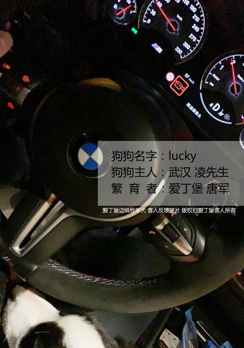 过安检狗狗的重要性与作用（通过安检狗狗提高安全性、检查违禁品、保护公众利益）