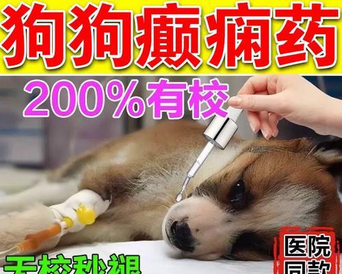 泰迪呕吐白沫，应该吃什么药？（探索治疗泰迪呕吐白沫的有效药物）