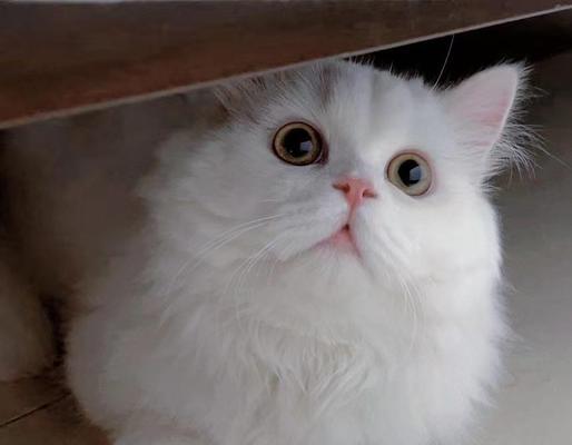 猫眼，独特之美（探索猫眼的神秘世界）