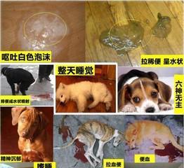 小狗术后需补充的关键物品（为你的小狗术后恢复提供全面支持）