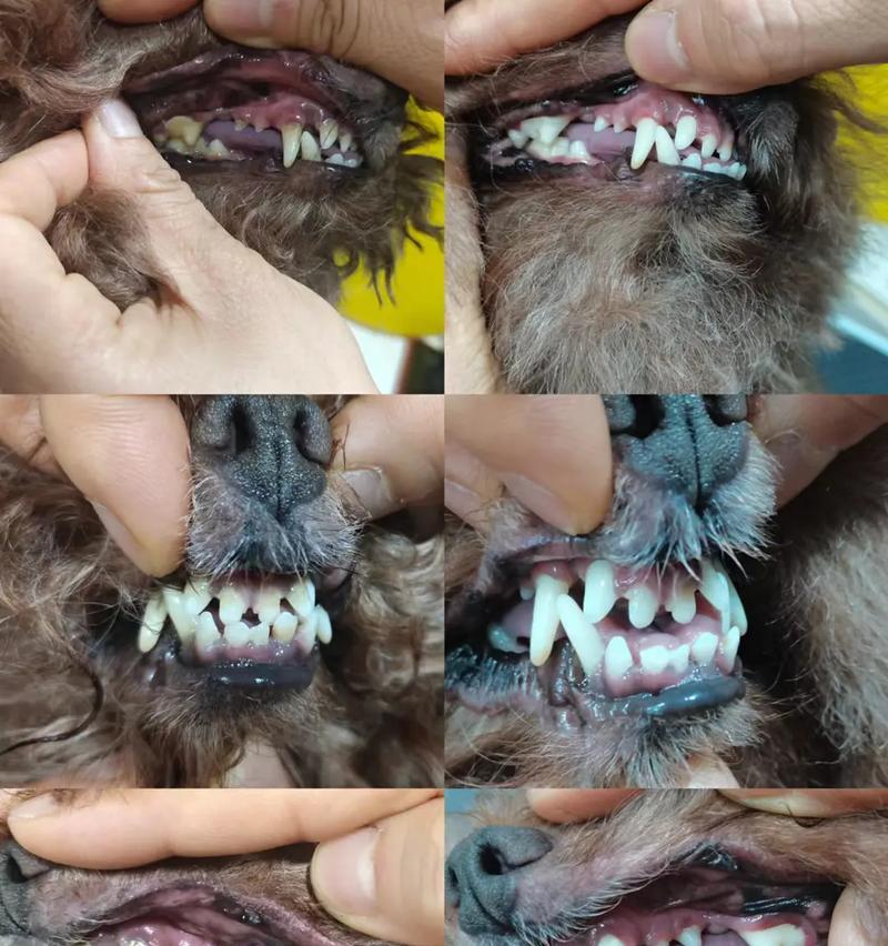 揭秘狗狗口臭的原因（了解狗狗口臭的原因及预防措施）