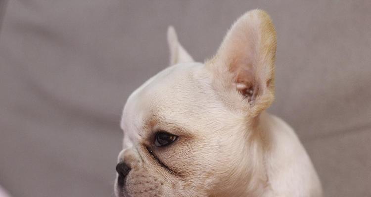 探索法斗狗宝宝的成长之旅（揭秘两个月大法斗狗的可爱与挑战）