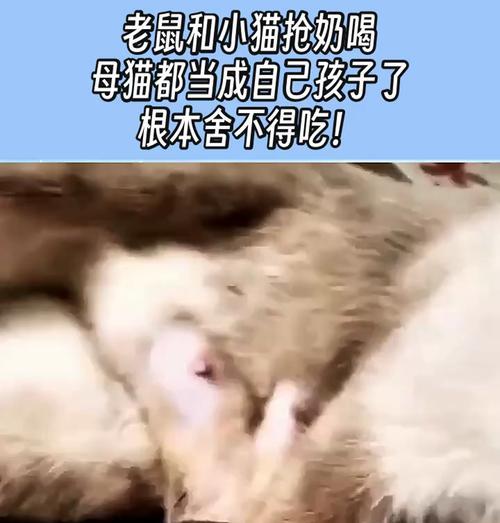 母猫为何与自己的孩子关系不好？（探究母猫与幼崽之间疏离的原因与解决方法）