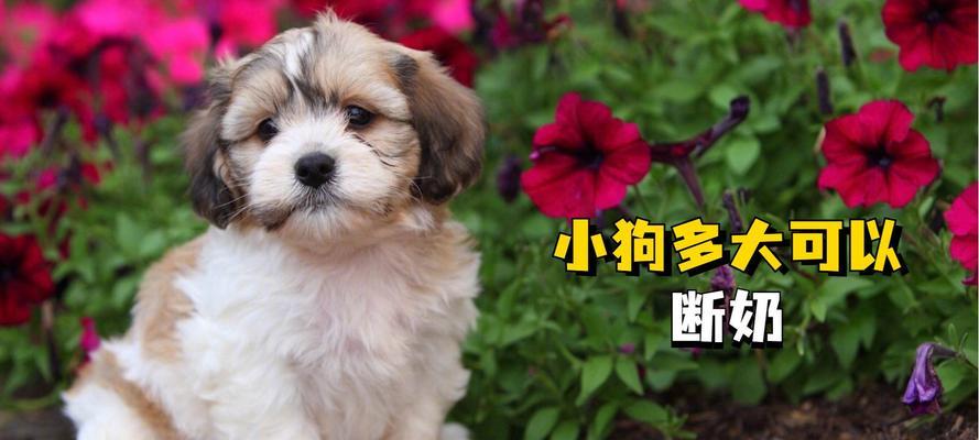 小狗何时断奶？（了解小狗断奶的最佳时间和方法）