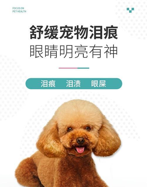 金毛眼屎多的原因及解决方法（了解金毛眼屎多的原因，保护宠物犬眼睛健康）