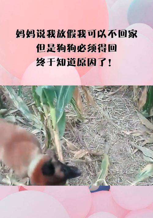 狗受伤了为什么不回家？（揭示狗不回家的可能原因以及对其受伤的关心与照顾。）
