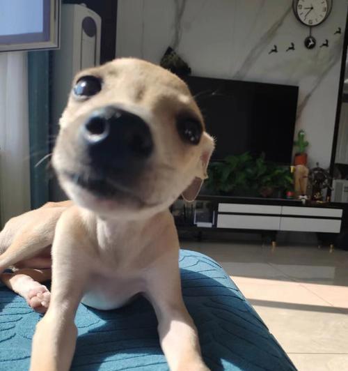 小狗撒尿之妙手功夫（揭秘让小狗撒尿如行云流水的秘诀）