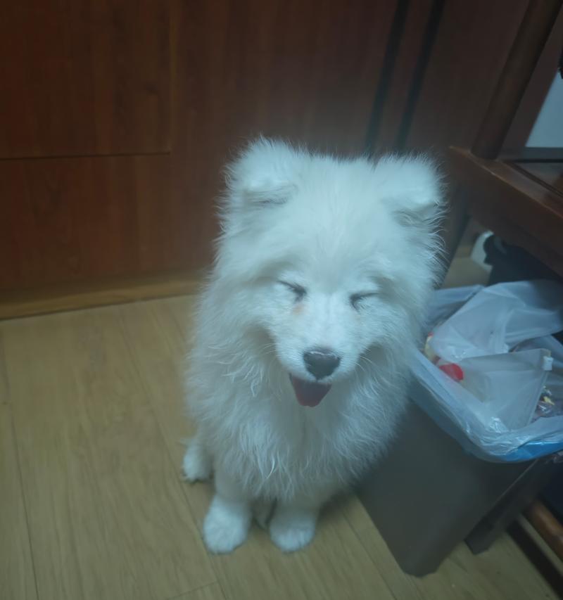 六岁泰迪的健康补充品需求（探索泰迪狗狗健康的、六岁年龄段的需求与注意事项）