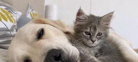 猫和狗的饮食之谜（猫和狗的共同口味解密）