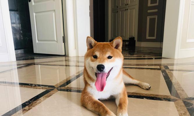 柴犬的优缺点（了解柴犬的特点和适应性，培养更好的宠物主人关系）