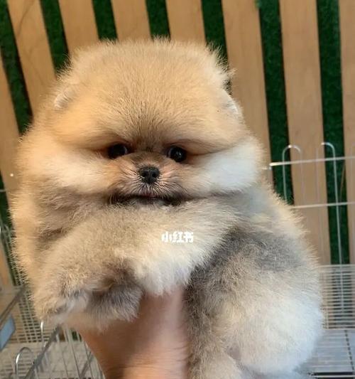 探索博美狗的丰富多彩的毛色世界（揭秘博美狗各种毛色的神奇之处）