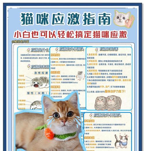猫咪出逃的原因及防止措施（保护爱猫，避免出逃的关键方法）