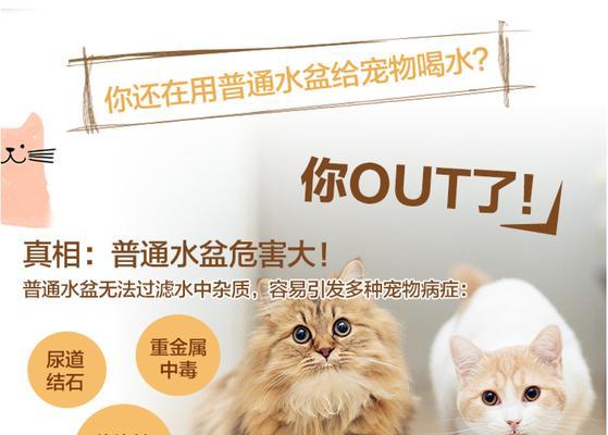 龙猫的饮水需求及喂水时间（探讨龙猫的水分摄入与喂水周期）
