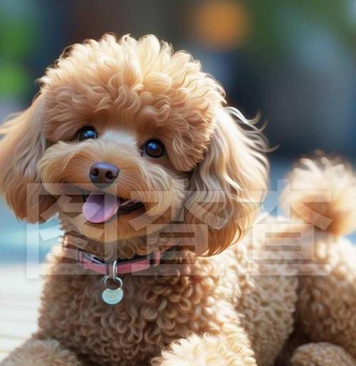 以马尔济斯适应环境的时间与过程（从陌生到适应，宠物狗需要多久适应新环境？）