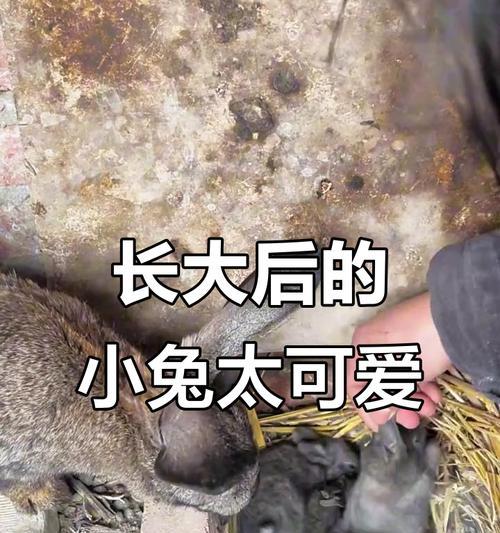 兔子的成长周期与生理特征（从幼兔到成兔，探索兔子的成长奥秘）
