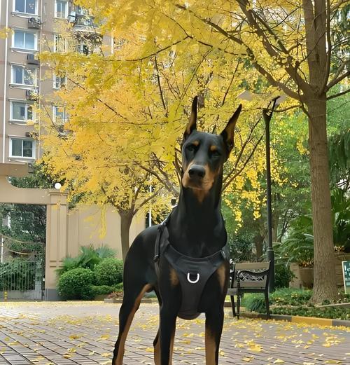 杜宾犬的优点和缺点（杜宾犬是否被禁养，以及相关讨论）