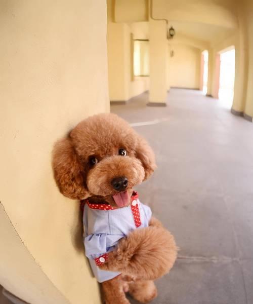 母犬的妊娠周期与产仔间隔（探究母犬生育时间的奥秘）