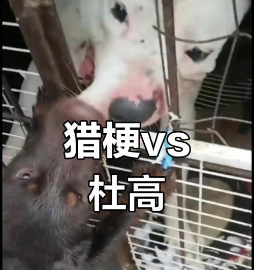 猎人喜欢养杜高的原因，杜高还有这个功能！（探索杜高在猎人中的受欢迎程度与额外功能）