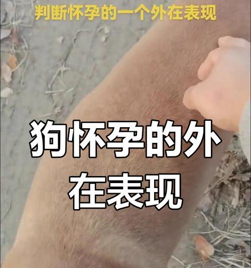狗狗的怀孕期及分娩过程（了解狗狗的妊娠周期和生产细节）