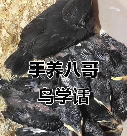 为什么推荐八哥3个月大开始教语？（培养八哥语言能力的最佳时机及其好处）