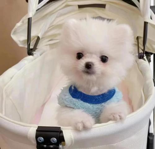 探寻博美犬的两种不同之处（了解博美犬的两个变种并选择你的心仪之一）