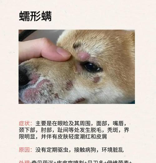 狗狗皮肤为什么会变黑？（探究狗狗皮肤变黑的原因及可能的疾病）