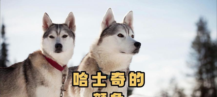 哈士奇（探寻哈士奇外貌特征的独特之处）