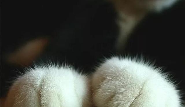 揭秘猫爪（探索猫爪的奥秘，带你走进柔软与灵巧之间）