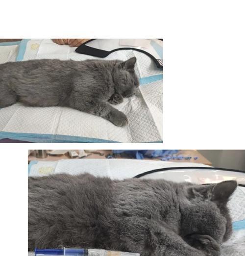 公猫绝育后的护理指南（细致关怀，让你的猫咪康复无忧）