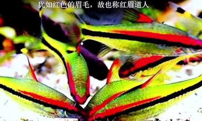 《以一眉道人养多久是成鱼？》（挑战时光与耐心，一眉道人养鱼需要多少时间？）