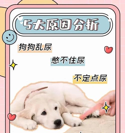 狗的大小便憋尿能力的探究（揭开狗狗尿意的秘密，了解憋尿时间的因素）