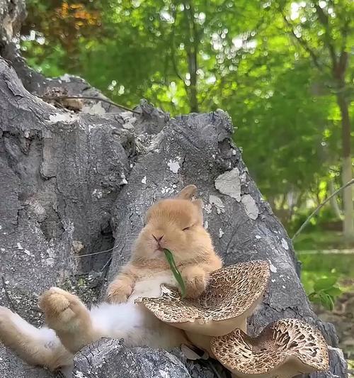 为什么兔子不容易入睡？（有效方法帮助兔子入睡。）