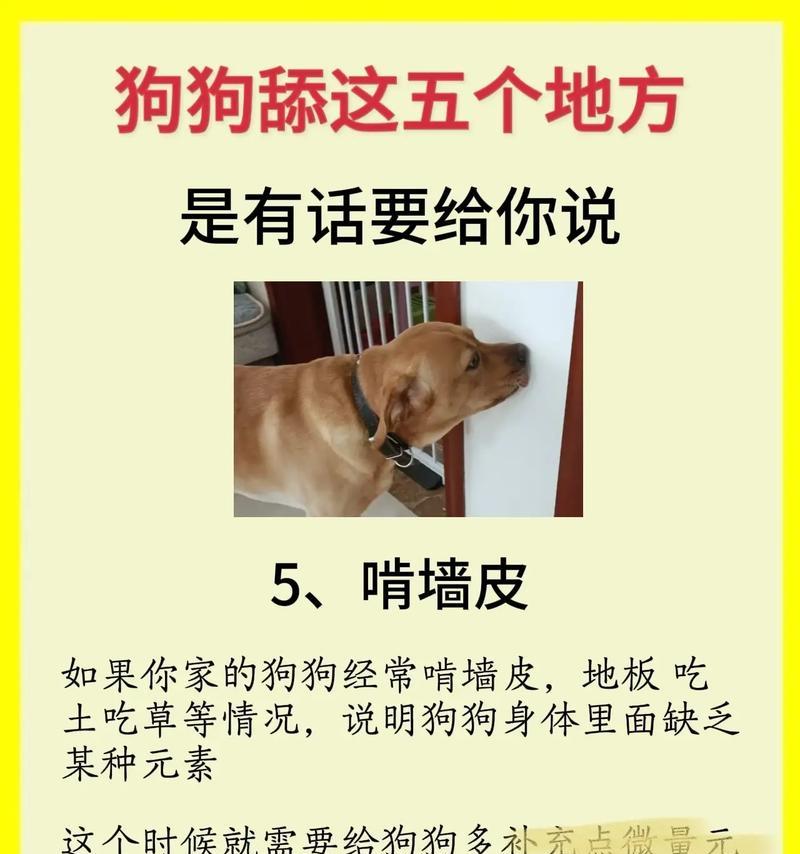 狗狗的舔舐行为揭示其渴望与人互动的天性（解读狗狗舔舐行为背后的情感表达）