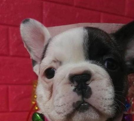 纯种法斗的五大特征——优雅、勇敢、忠诚、活泼、好动（品种鉴赏，了解你家狗子的特点）